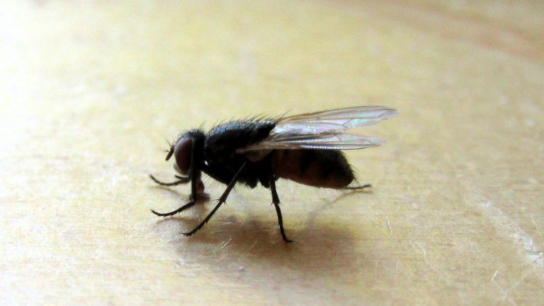 Radibor OT Droben: Kein schnelles Ende der Fliegenplage in Sicht
