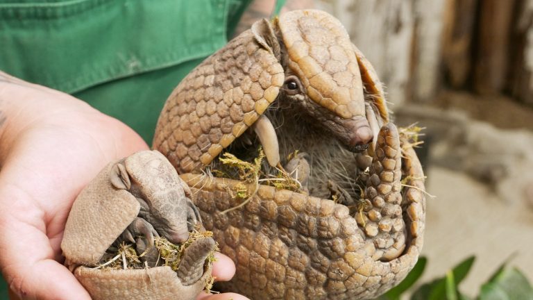 Hoyerswerda: Zoo ist Silber-Förderer für Naturschutz-Initiative