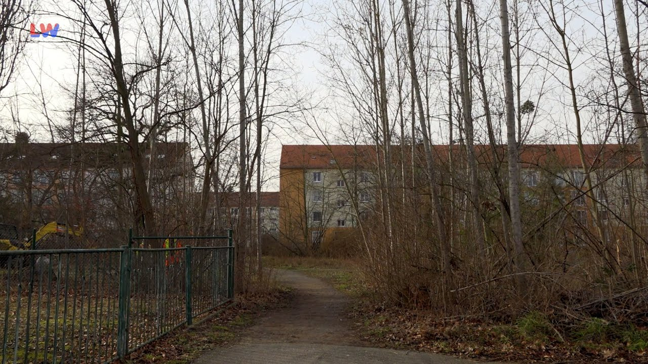 Hoyerswerda: Baumfällarbeiten im WK I starten am Montag