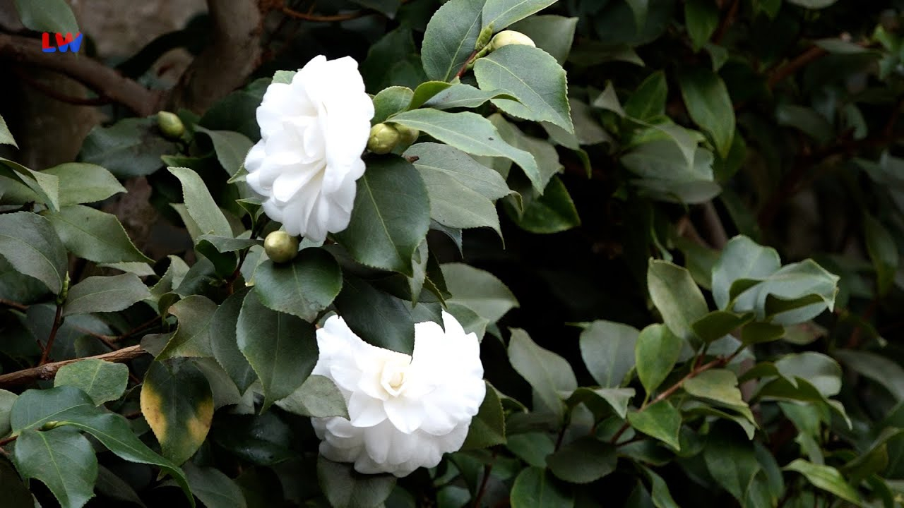 Königsbrück: Eröffnung der 26. Kamelienblüte