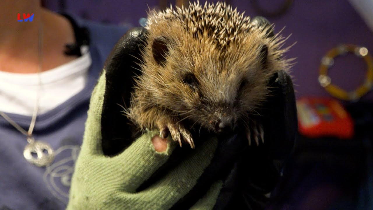 Lauta: Tierisches von den Igeln