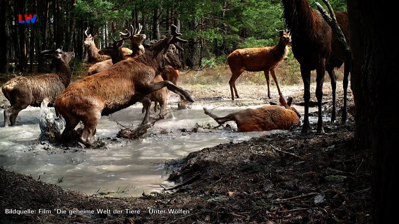 Spremberg: Erster Kinoabend im Spreekino