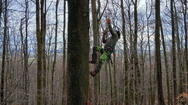 Löbau: Baumsteiger sichern die Genetik der Sommerlinden