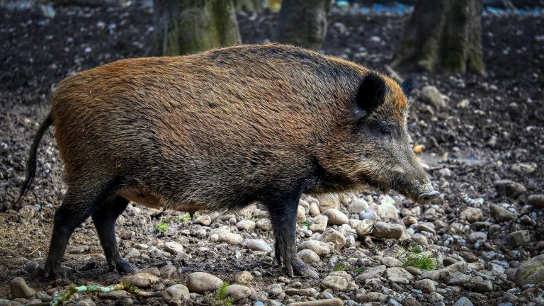 LK Bautzen: Neuer ASP-Fall – Schutzmaßnahmen bleiben bestehen