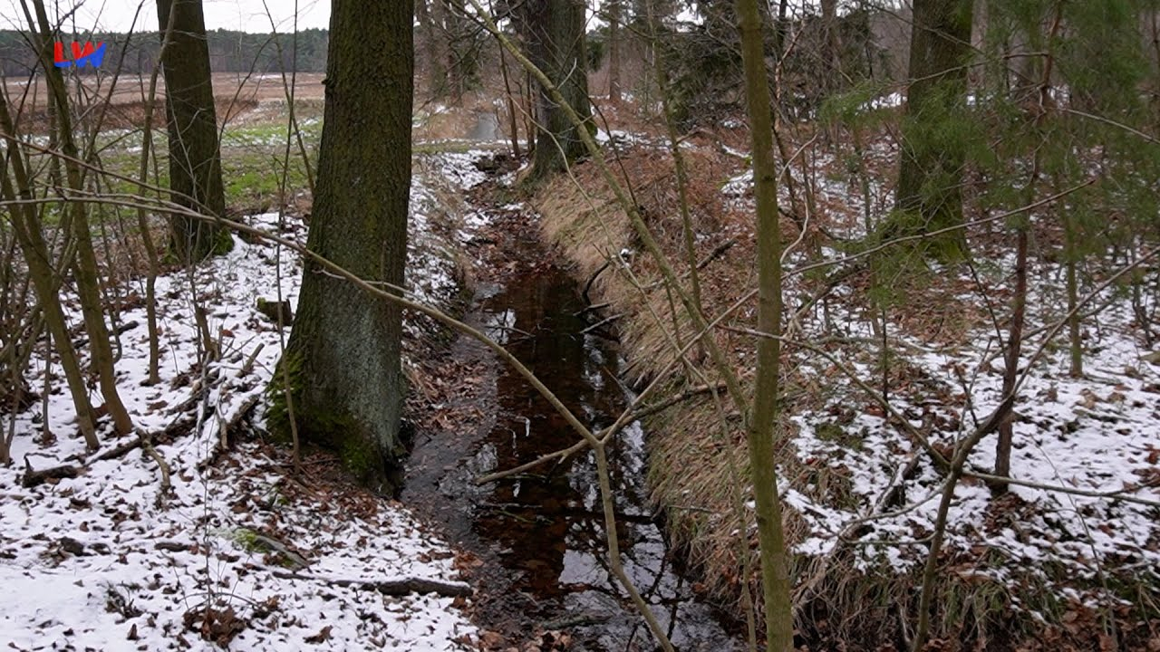 Kamenz OT Rohrbach: Wird der Zipfelteich wieder ein Moor?