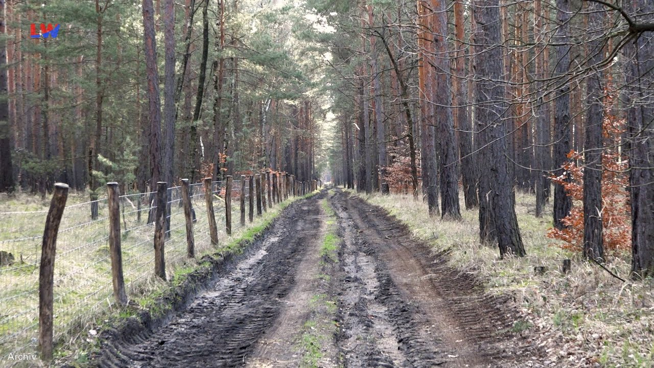 Spremberg: Nachhaltige Bewirtschaftung im Stadtwald geplant