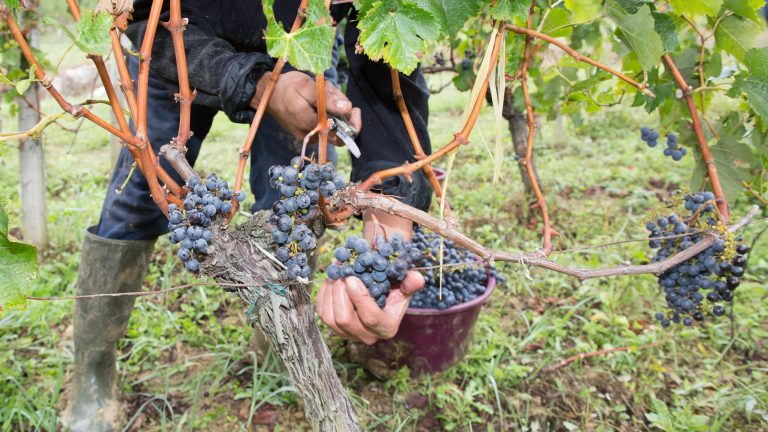 Lausitz: Alkoholfreier Wein jetzt auch vom Bio-Winzer