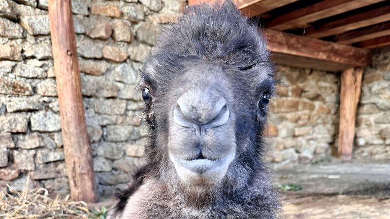 Görlitz: Kamelbaby und Doppelgeburtstag