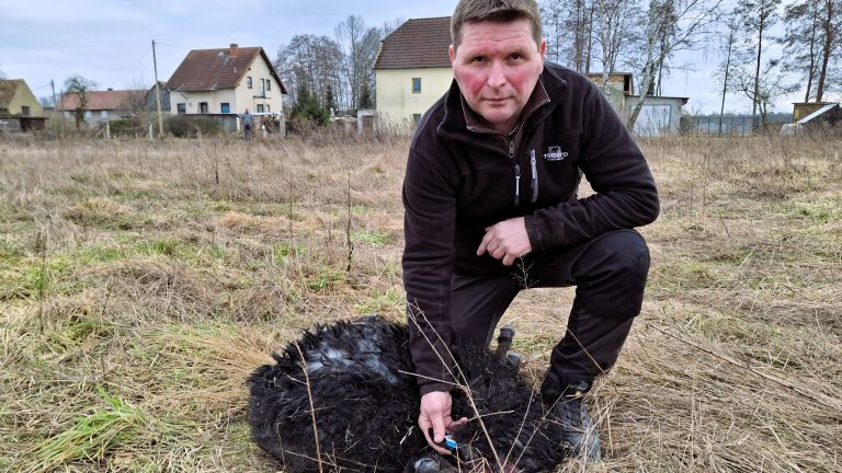 Königswartha OT Eutrich: Schafe am Krabathof gerissen