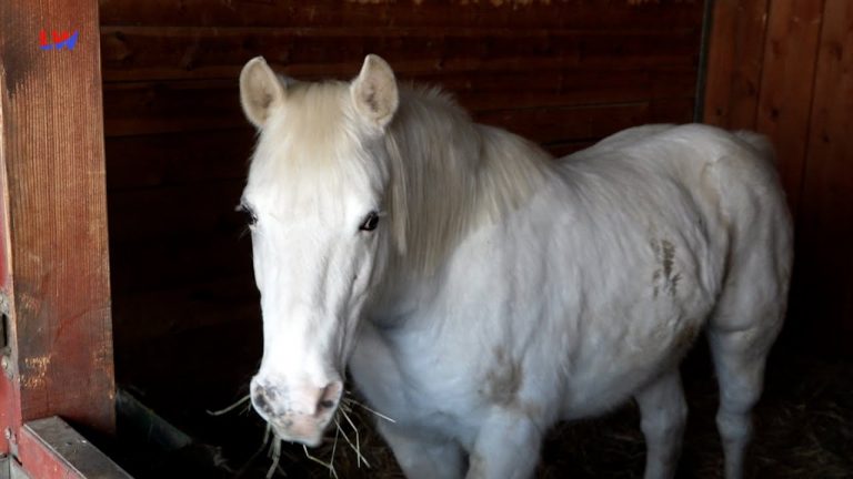 Großschönau: Tierisches von den Stuntpferden