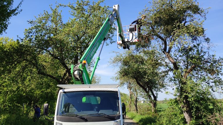 Malschwitz: Schutz des seltenen marmorierten Rosenkäfers