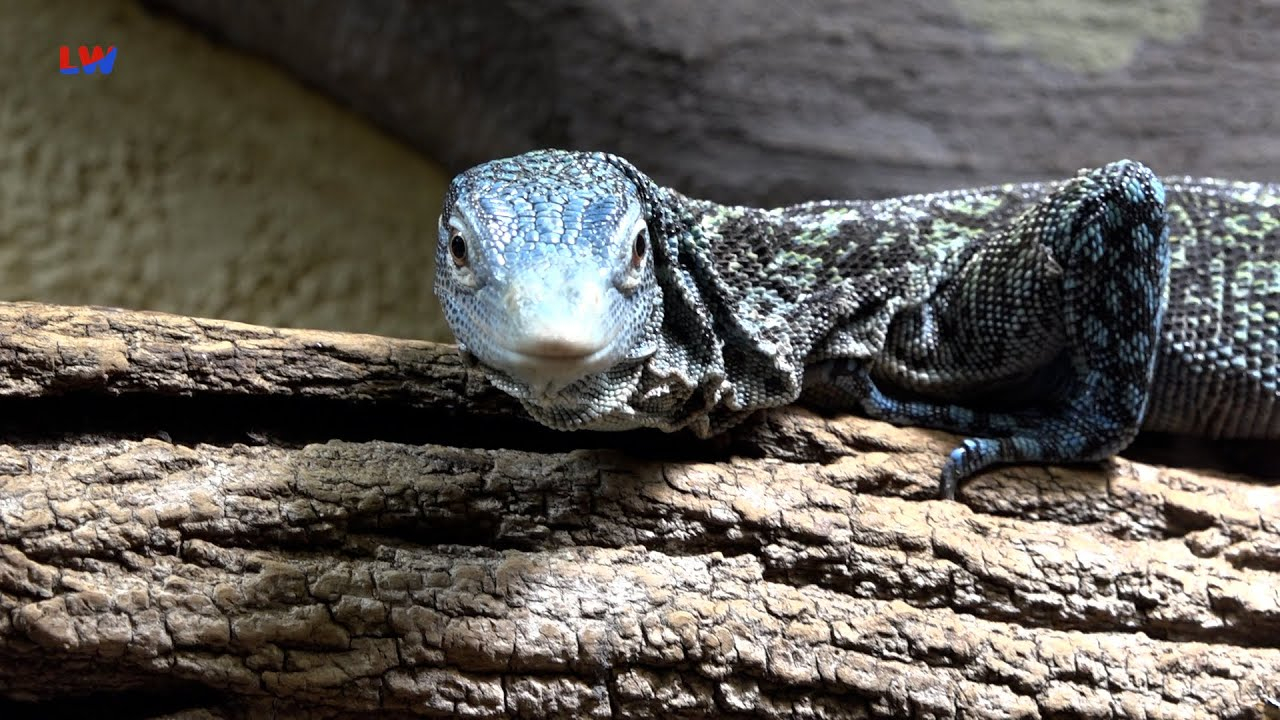 Görlitz: Tierisches aus dem Vivarium