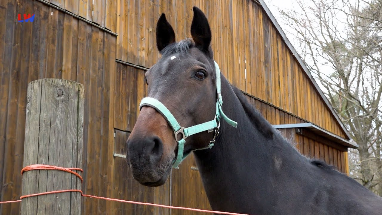 Lausitz: Die Vorbereitungen der Osterreiter und ihrer Pferde
