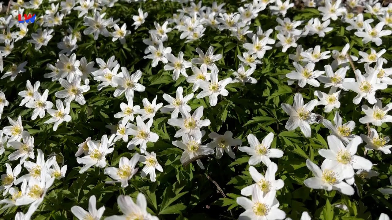 natürlich Lausitz: Das Buschwindröschen