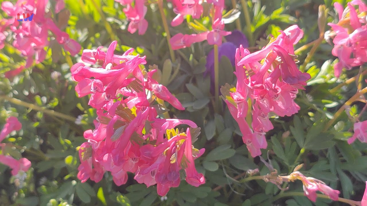 natürlich Lausitz: Der Hohle Lerchensporn
