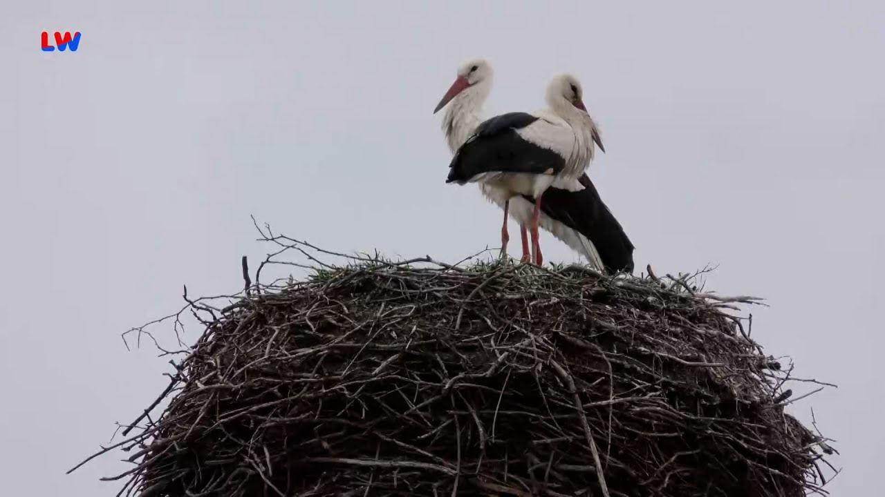 natürlich Lausitz: Der Storch