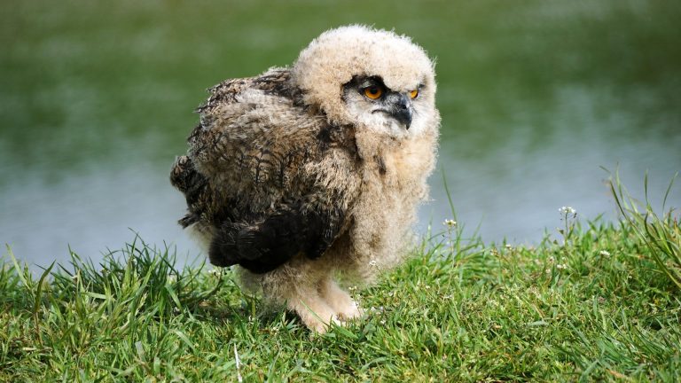 Lausitz: Jungvögel nicht vorschnell mitnehmen