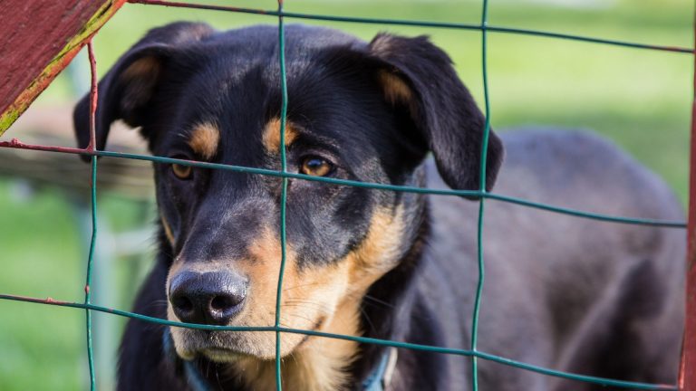 LK Bautzen: Kürzungen beim Tierschutz