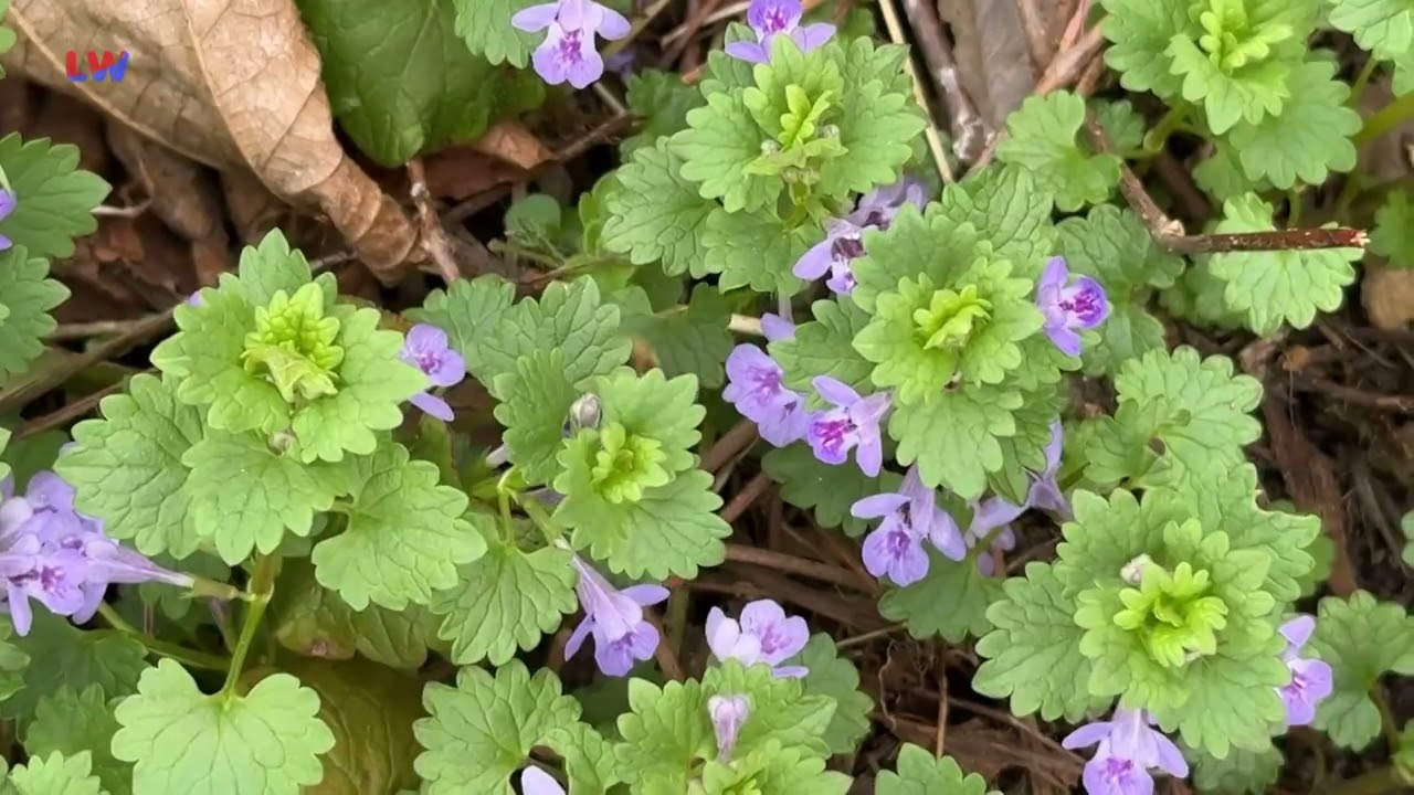 natürlich Lausitz: Der Gundermann
