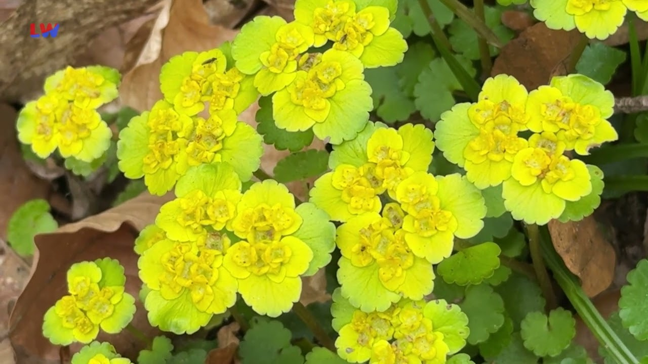 natürlich Lausitz: Wechselblättriges Milzkraut