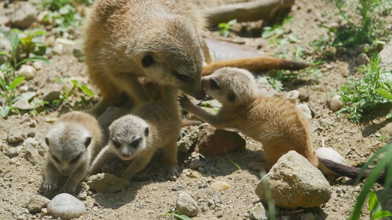 Hoyerswerda: Nachwuchs bei Erdmännchen und Singschwänen im Zoo