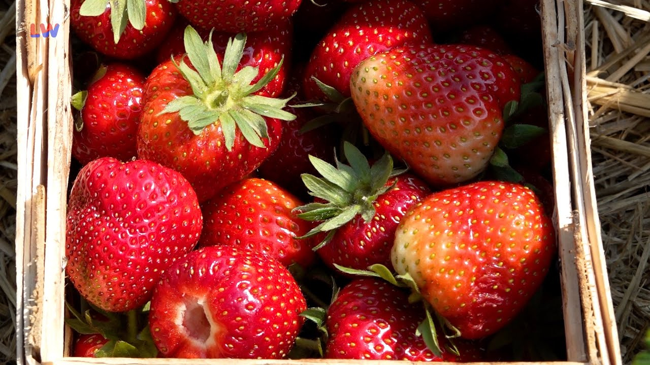 Panschwitz-Kuckau OT Kaschwitz: Erdbeerglück – Ein weites Feld