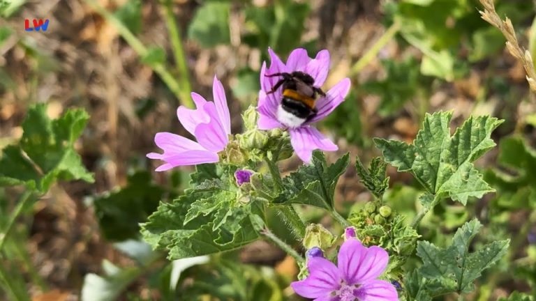 natürlich Lausitz: Die Wilde Malve