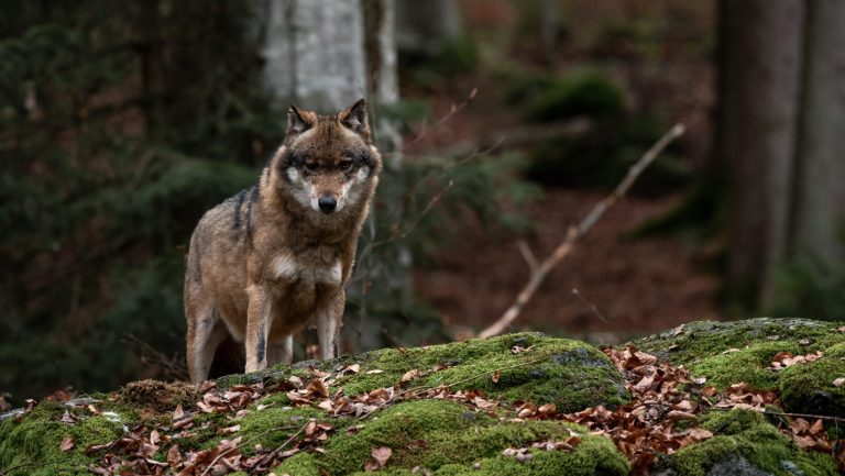 Sachsen: Fachstelle Wolf warnt vor unzureichender Vorsorge 
