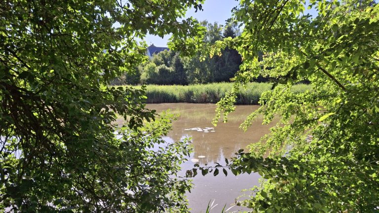 Cunewalde OT Weigsdorf-Köblitz: Schlosserteich verlandet zunehmend