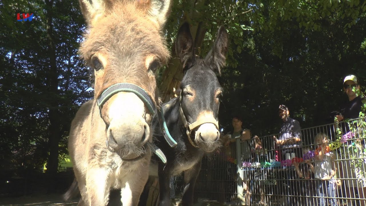 Herzberg/E.: Eseltaufe im Tierpark