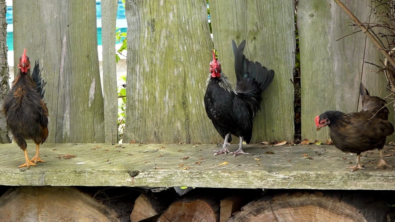 Lauta OT Torno: Tierisches von den Therapie-Hühnern