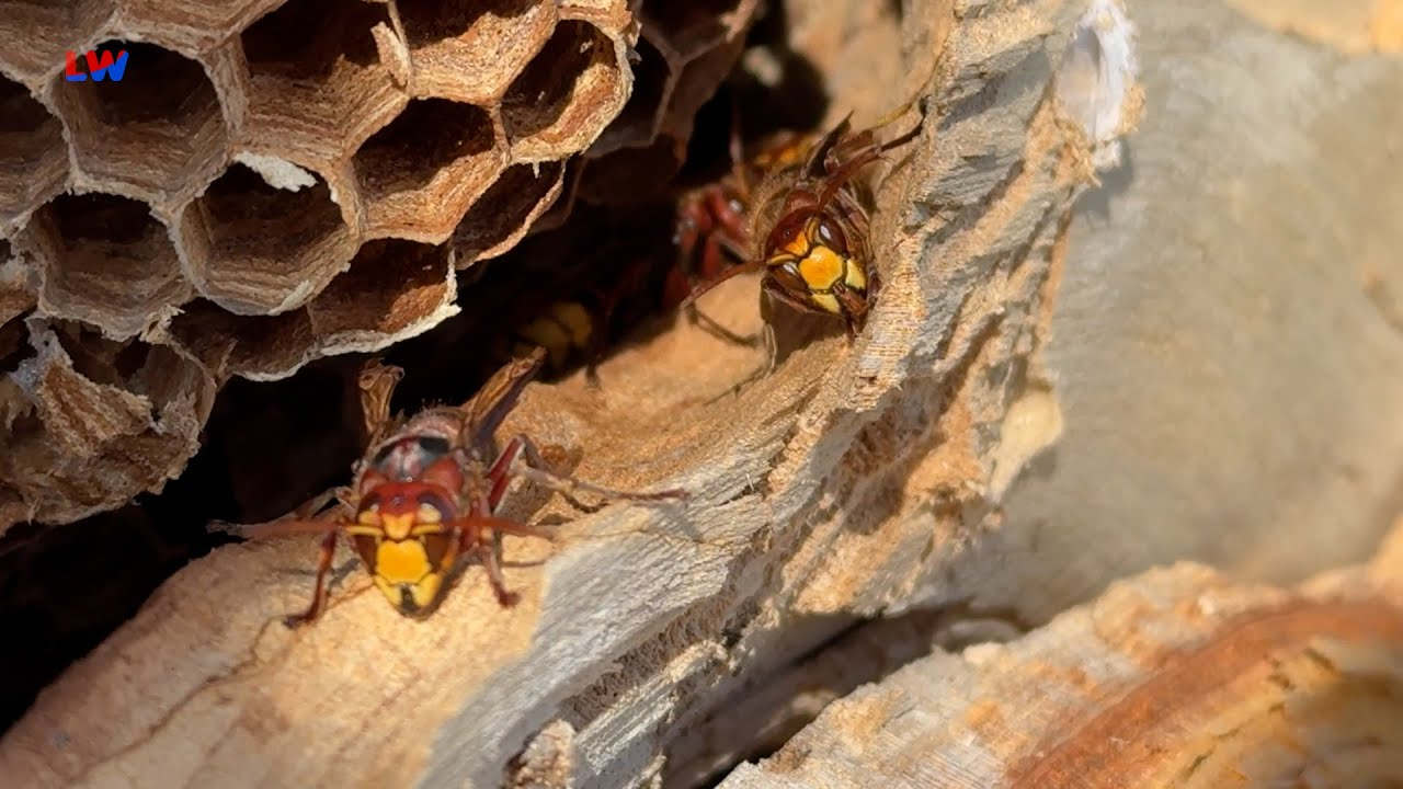 natürlich Lausitz: Die Europäische Hornisse
