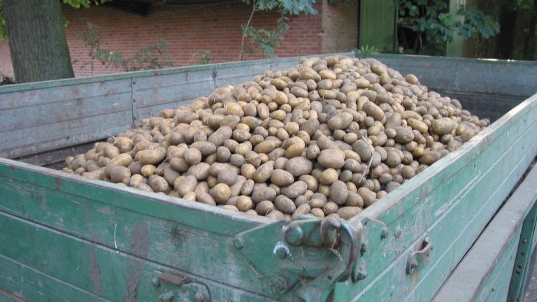 Sachsen/Lausitz: Größte Kartoffelernte seit 25 Jahren erwartet