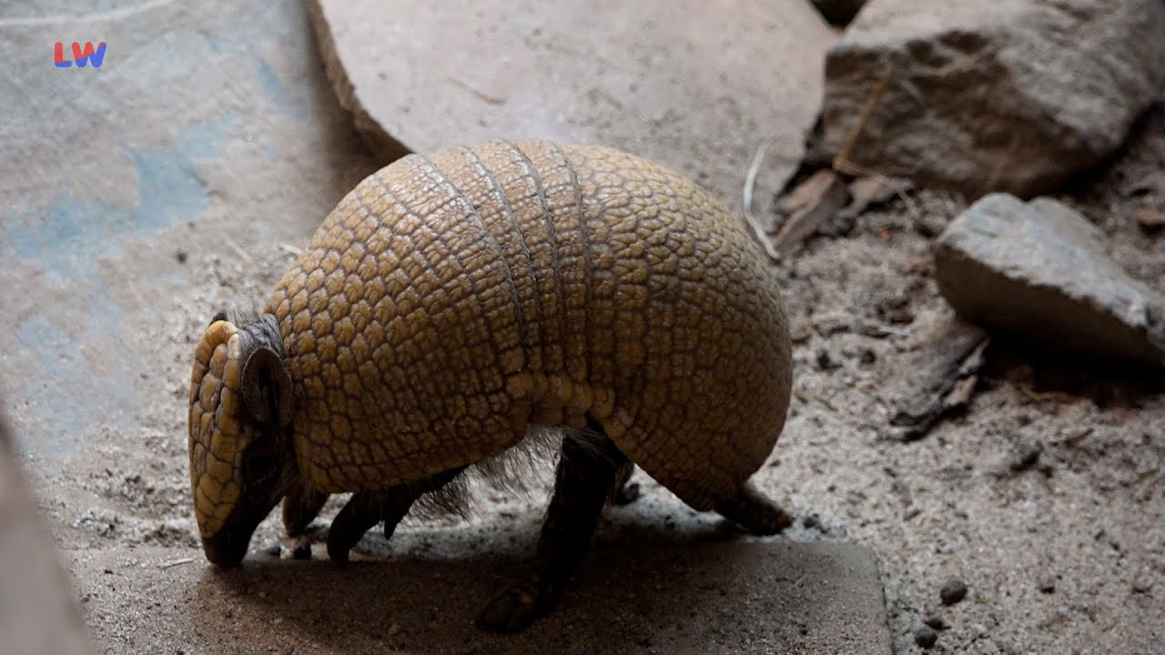 Hoyerswerda: Tierisches vom Kugelgürteltier