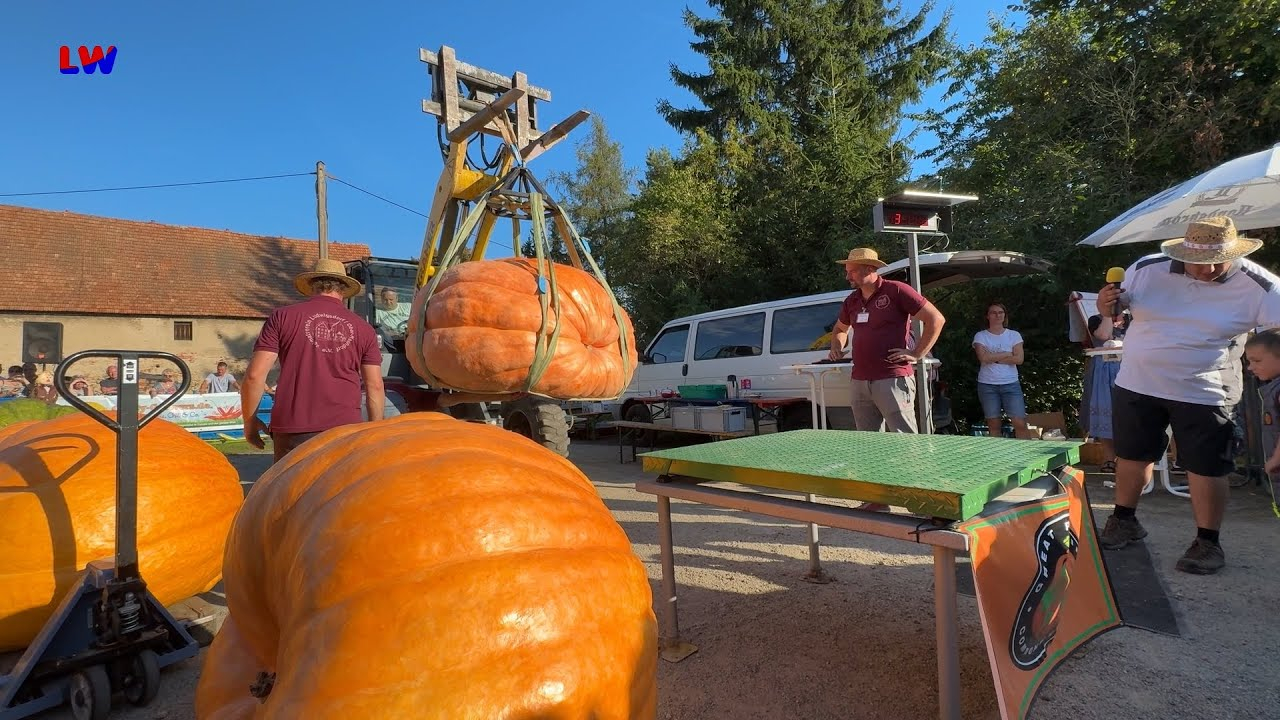 Görlitz OT Ludwigsdorf: Riesenkürbisse im Görlitzer Norden