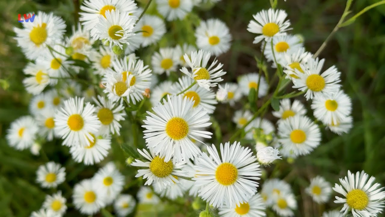 natürlich Lausitz: Das Einjährige Berufkraut