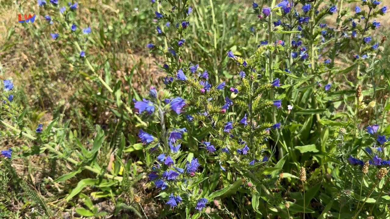 natürlich Lausitz: Der Gewöhnliche Natternkopf