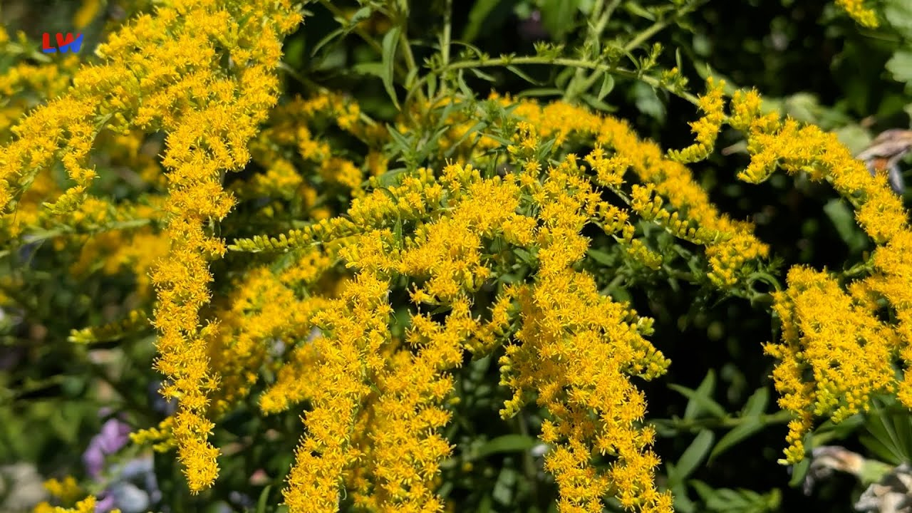 natürlich Lausitz: Die Kanadische Goldrute
