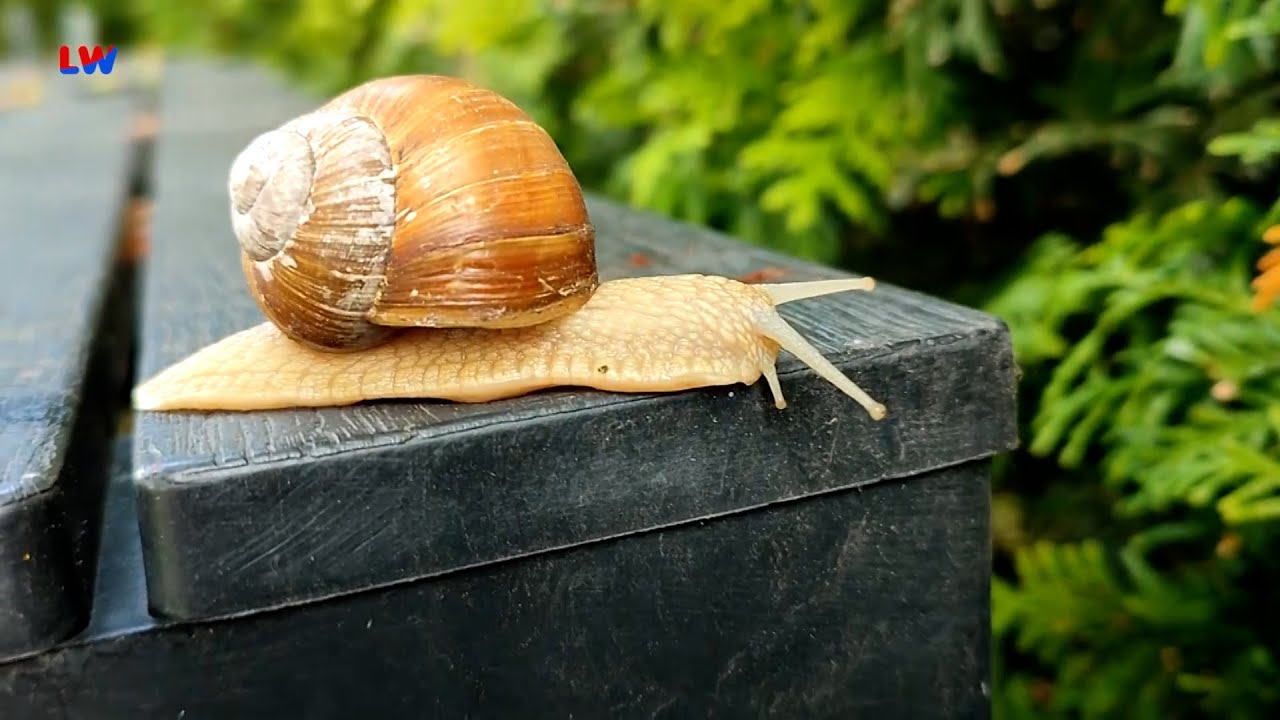 natürlich Lausitz: Die Weinbergschnecke
