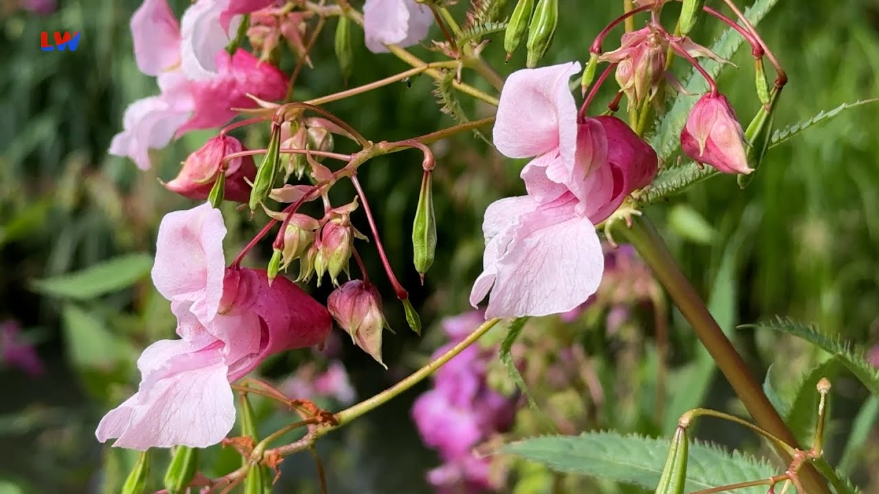 natürlich Lausitz: Drüsiges Springkraut