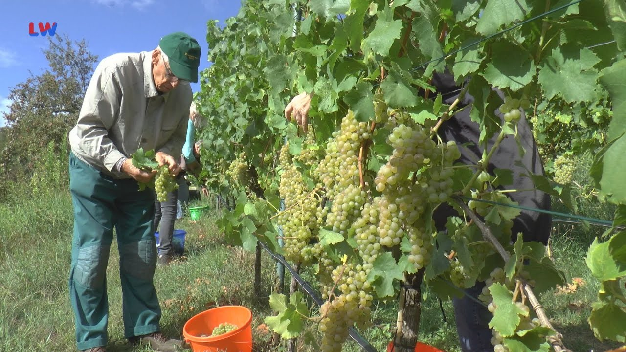 Schlieben: Öffentliche Weinlese