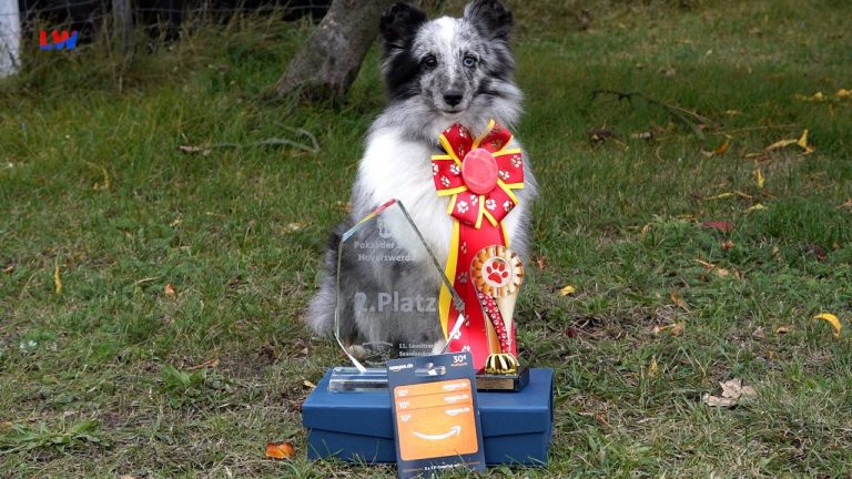Hoyerswerda: 11. Lausitzer Seenland Cup – Sportliche Vierbeiner auf dem Platz