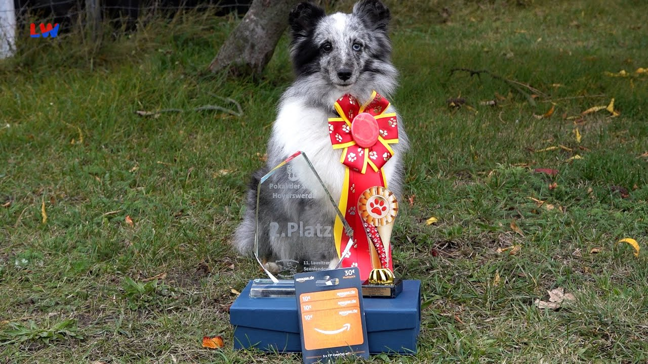 Hoyerswerda: 11. Lausitzer Seenland Cup – Sportliche Vierbeiner auf dem Platz