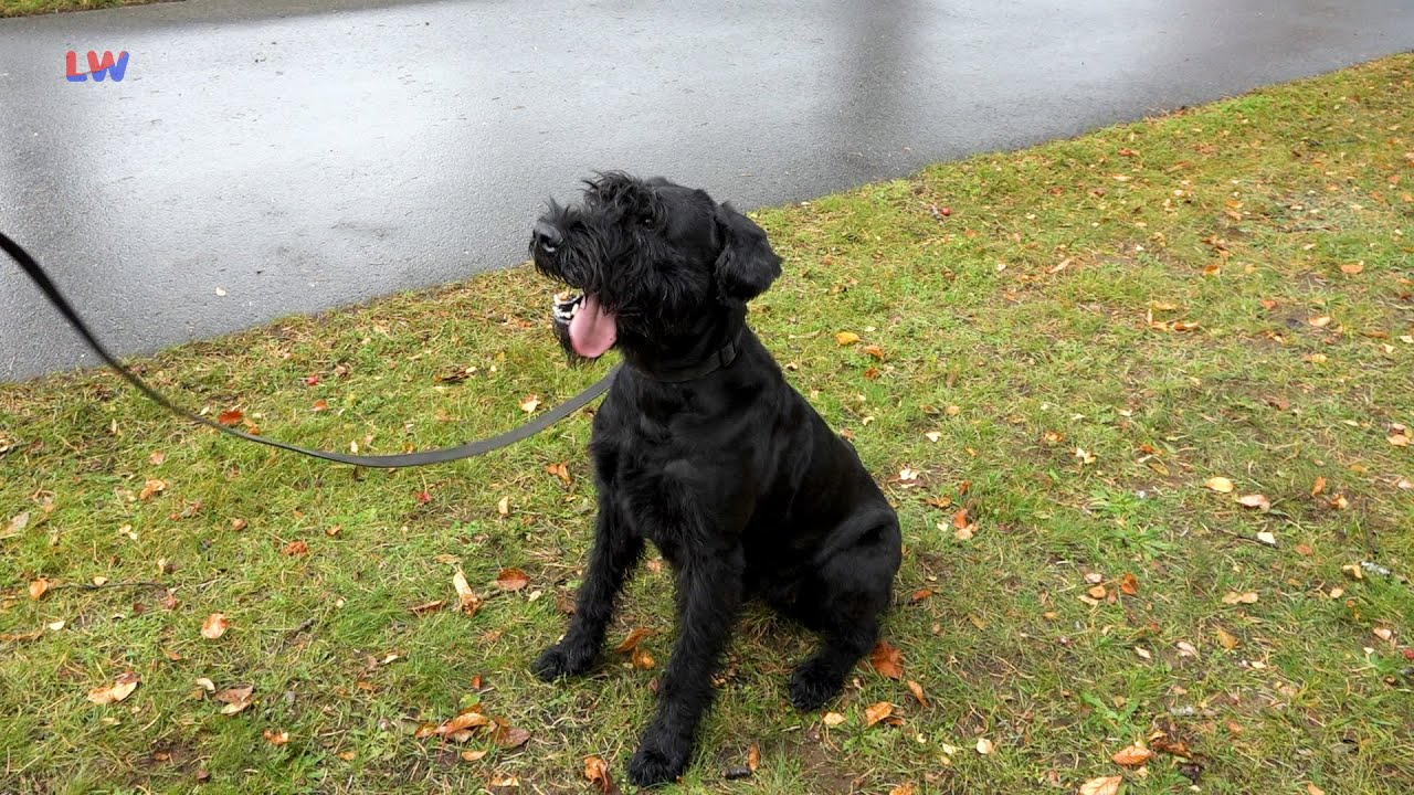 Kamenz: ISPU-Hundesport WM am Wochenende