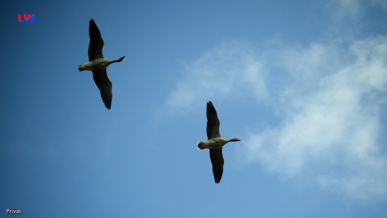 Kamenz OT Deutschbaselitz: Tierisches von Graugans & Co