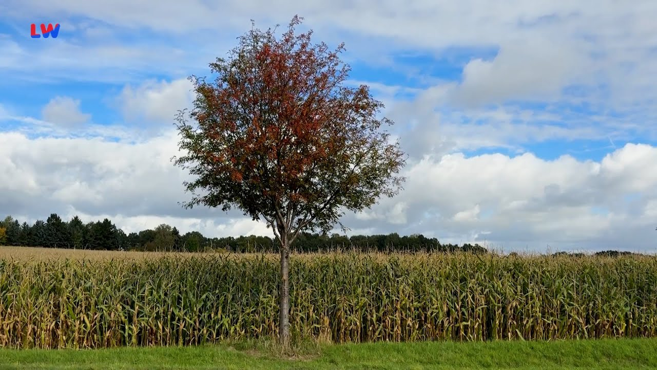 natürlich Lausitz: Die Eberesche