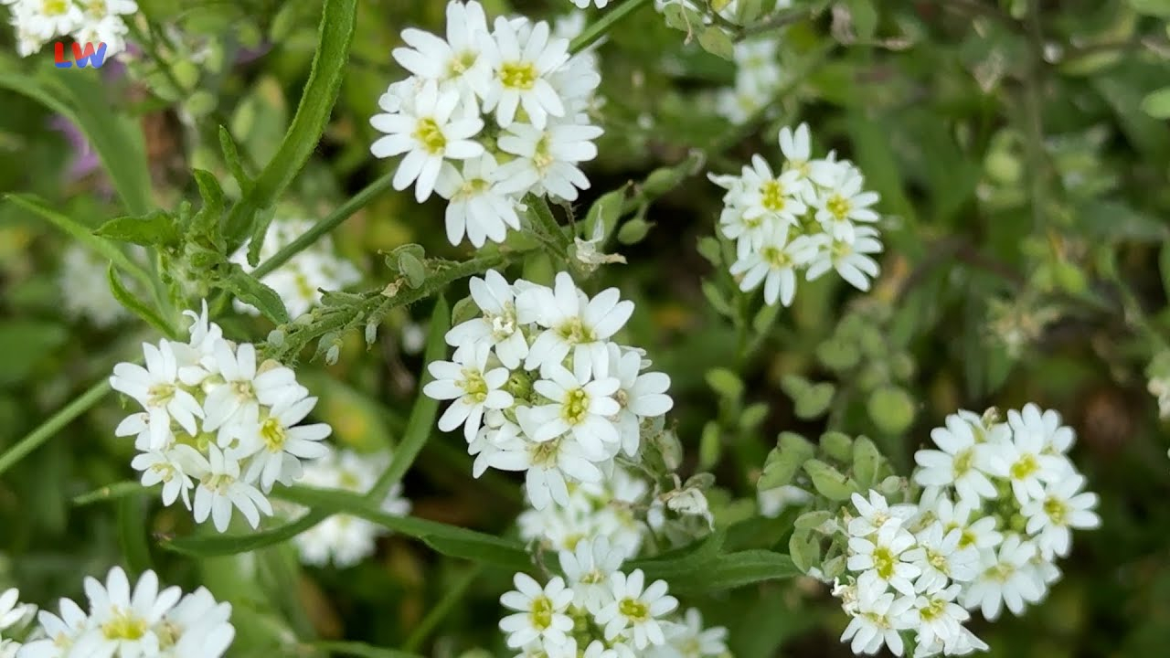 natürlich Lausitz: Die Graukresse