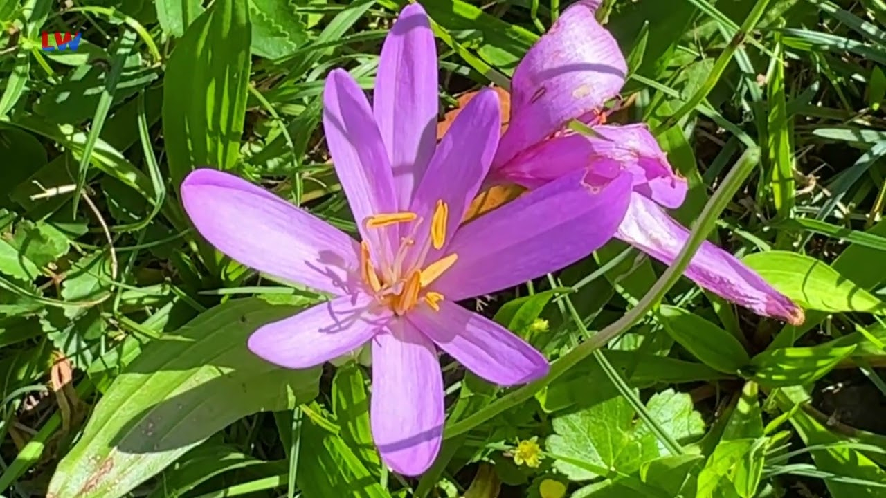 natürlich Lausitz: Die Herbstzeitlose