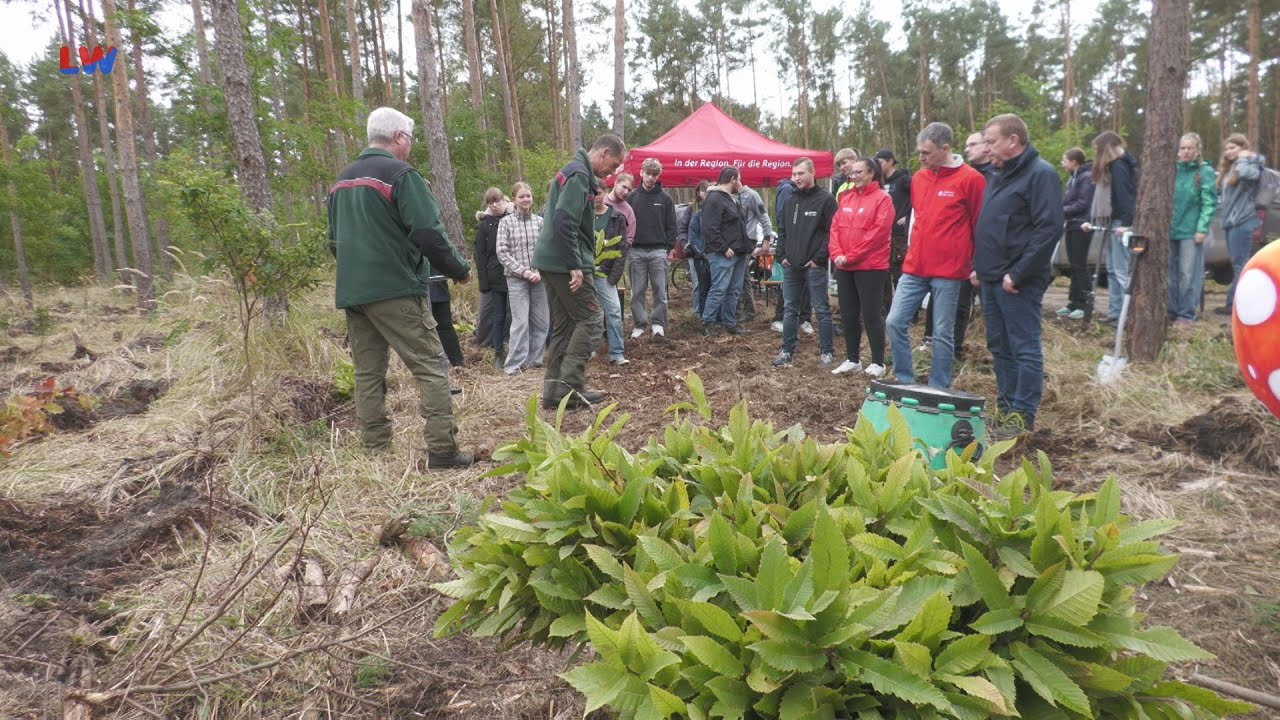 Schadewitz: Bäume pflanzen für die Klassenkasse