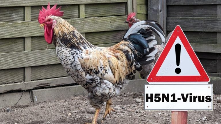 LK OSL: Geflügelpest erstmals nachgewiesen